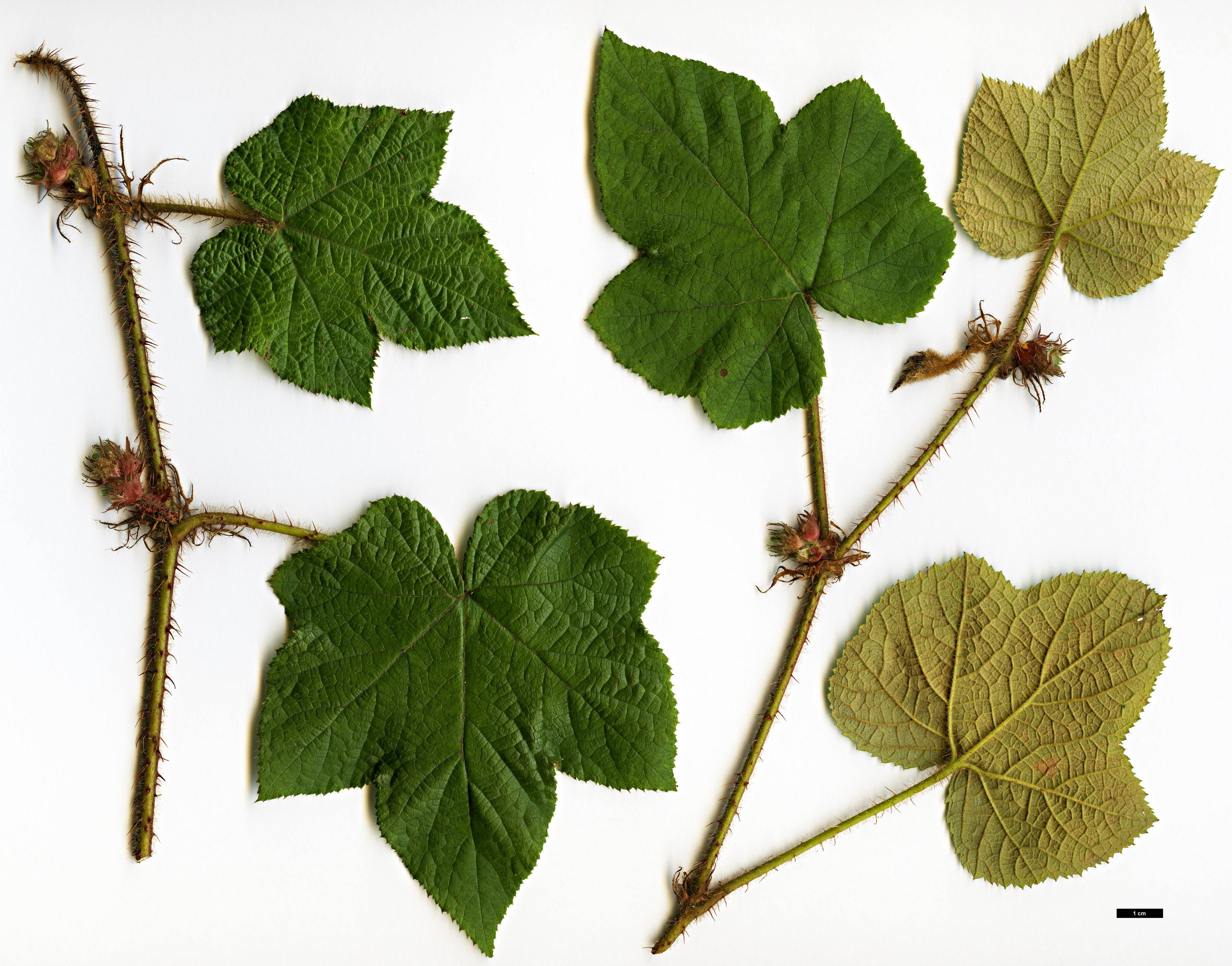 High resolution image: Family: Rosaceae - Genus: Rubus - Taxon: rufus